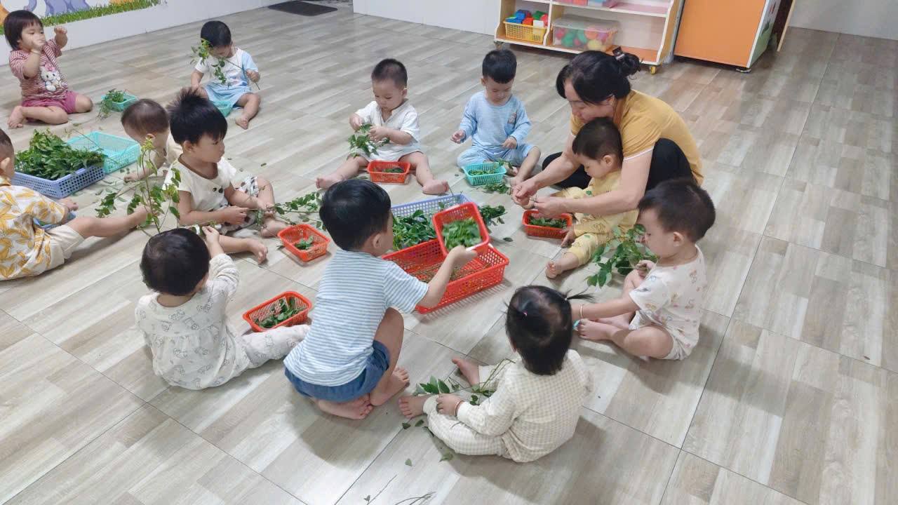 Hoạt Động Nhặt Rau Ngót – Trải Nghiệm Thực Tế Giúp Bé Phát Triển Kỹ Năng Sống